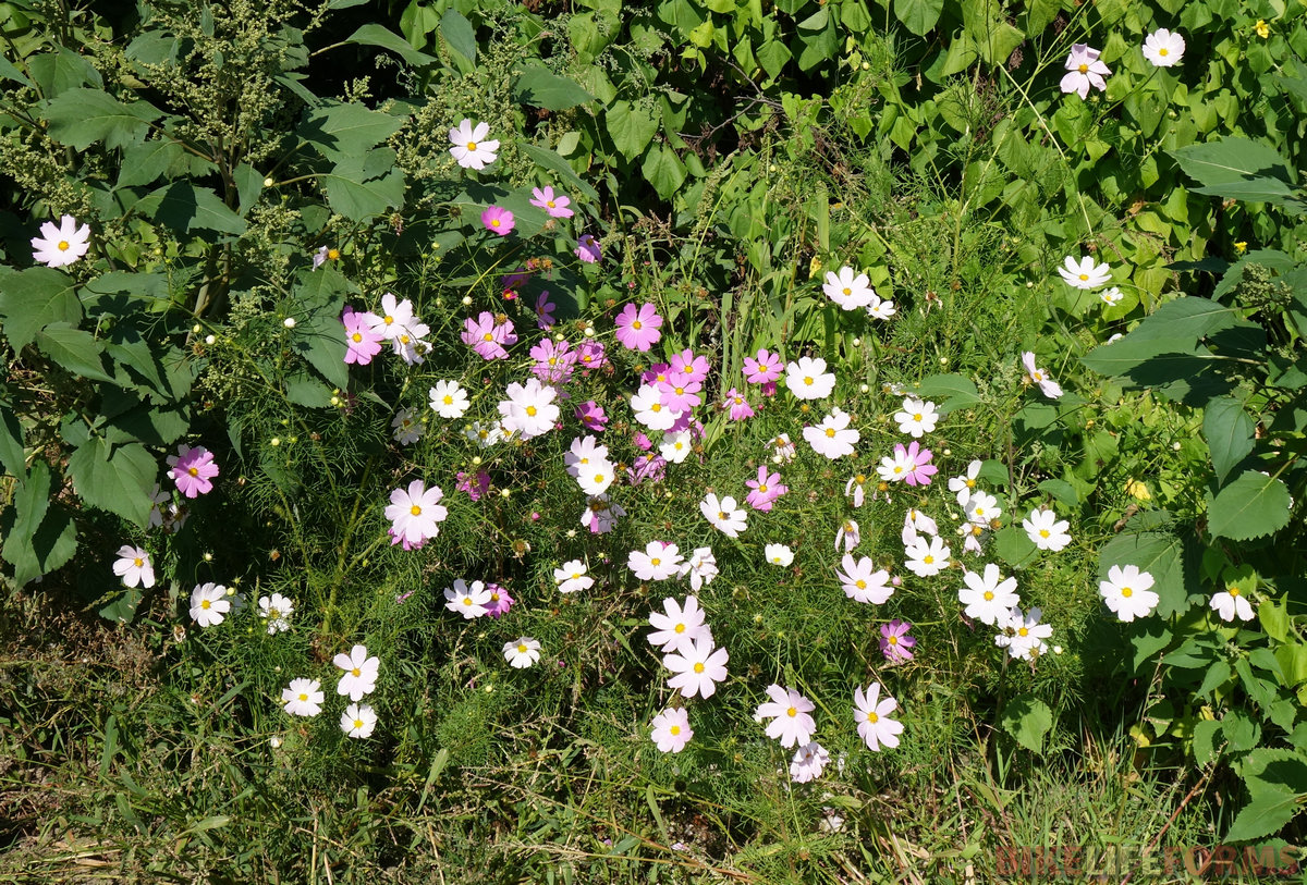 Космея (Cosmos bipinnatus) тоже из Америки. Известна многим, у кого есть сад.