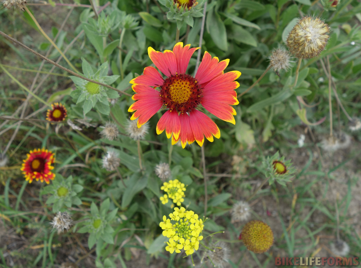 Гайярдия (Gaillardia pulchella)