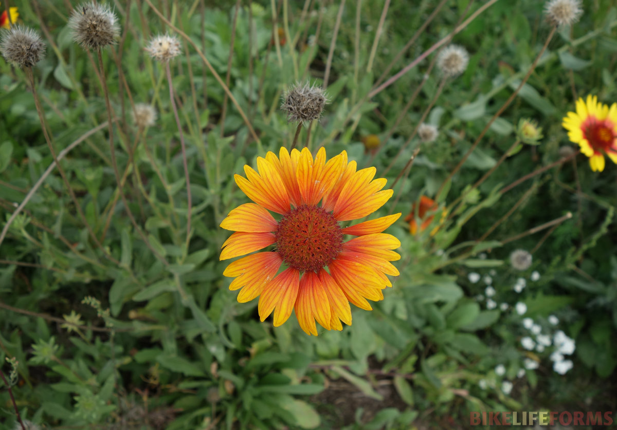 тоже Gaillardia pulchella