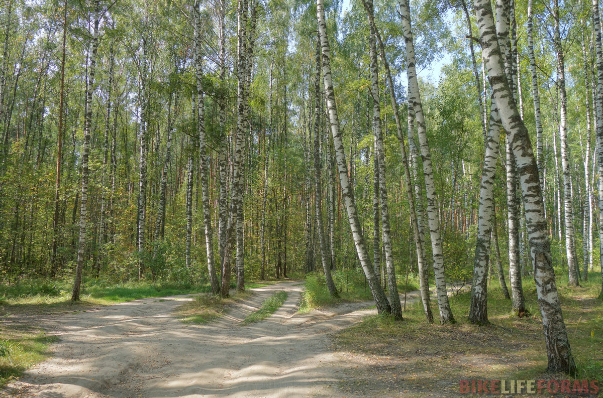 Дорога в сторону «танцующего» леса.