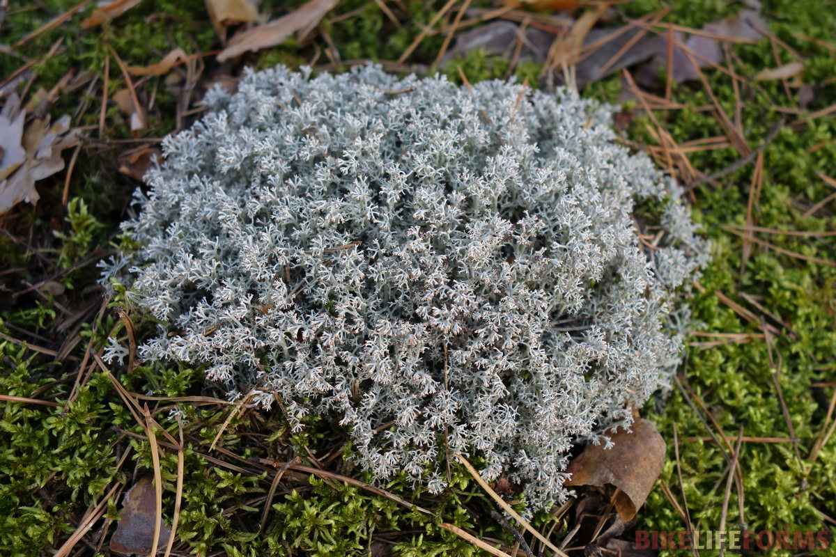 Кладония оленья (Cladonia rangiferina)